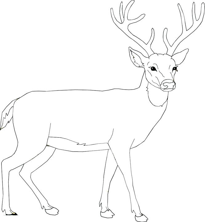 666x721 Moose Coloring Pages Moose Coloring Page Best Of Moose Coloring