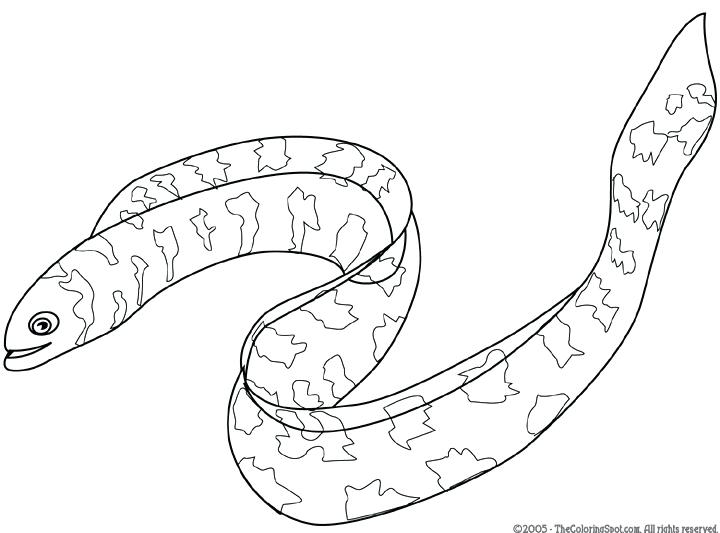 720x533 Eel Coloring Pages Eel Coloring Page Eel Coloring Pages Printable