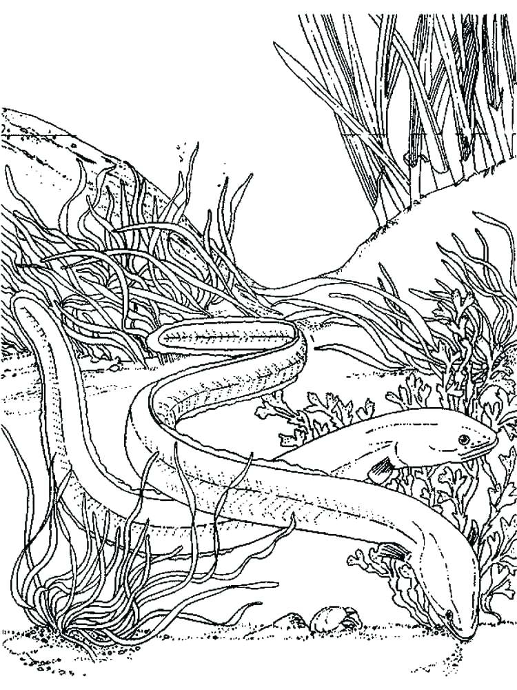 750x1000 Eels Coloring Pages Salmon Coloring Page Eels Coloring Pages 6