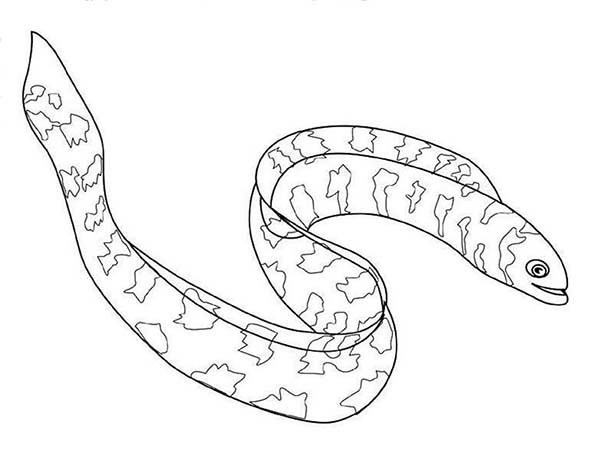 600x457 Moray Eel Coloring Pages