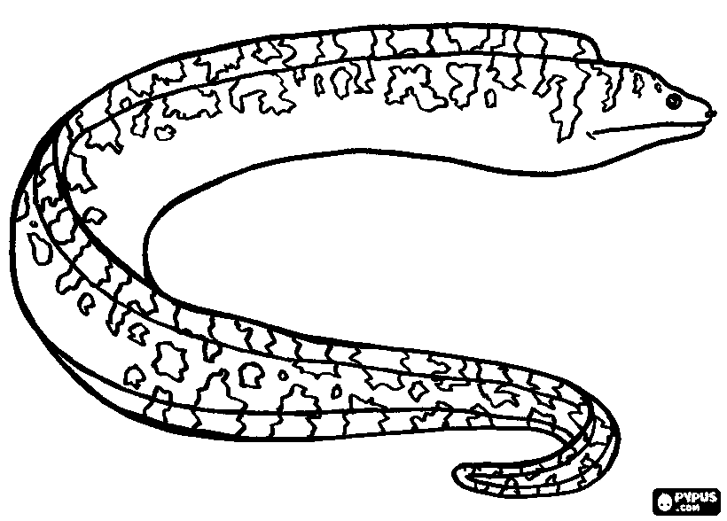 820x588 Moray Eel Coloring Pages