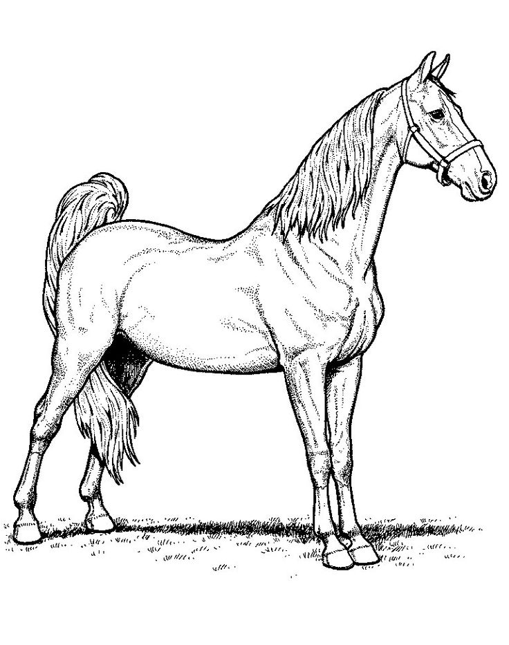 Morgan Horse Coloring Pages