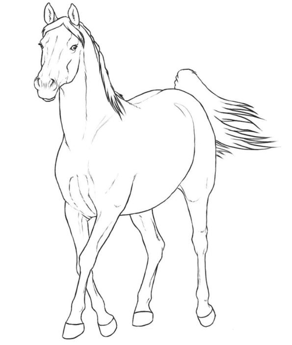 595x702 Kids N 30 Coloring Pages Of Horse Breeds