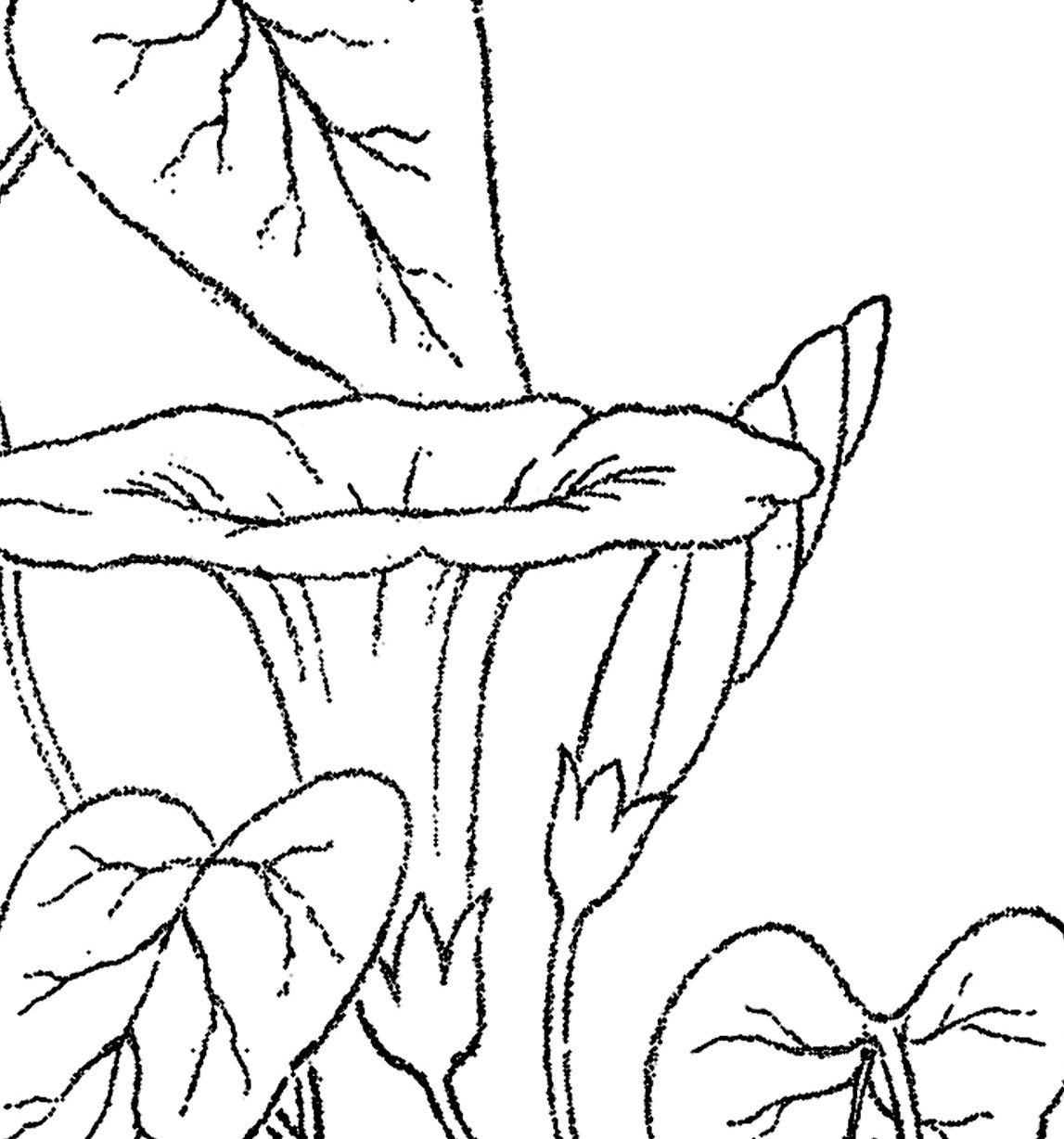 1147x1228 Morning Glory Coloring Page