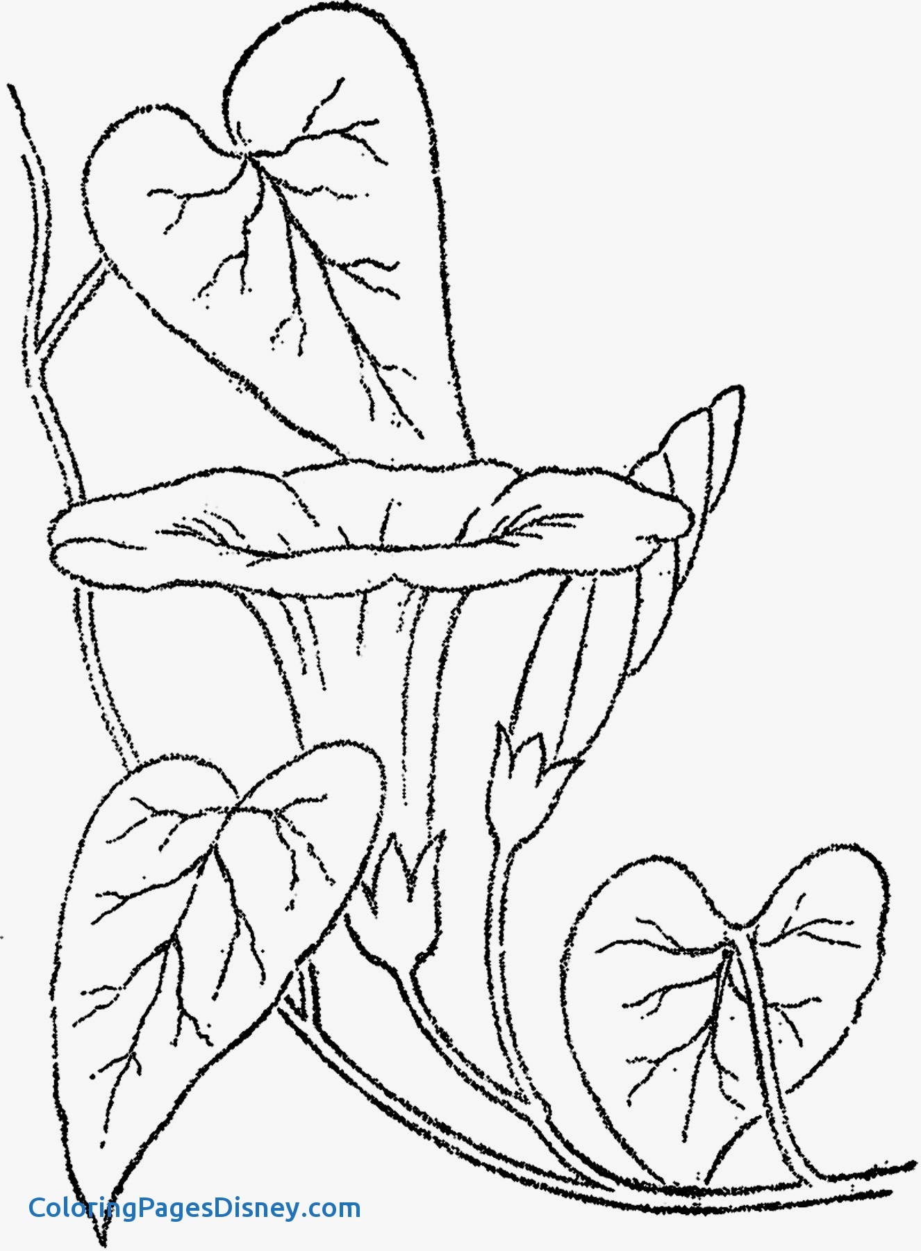 1326x1800 Morning Glory Coloring Pages Luxury Morning Glory Vine Drawing