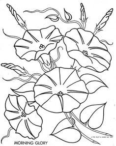 236x297 Morning Glory Flower Coloring Pages