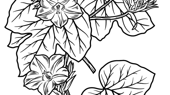 570x320 Morning Glory Flower Drawing Morning Glory Flower Coloring Page