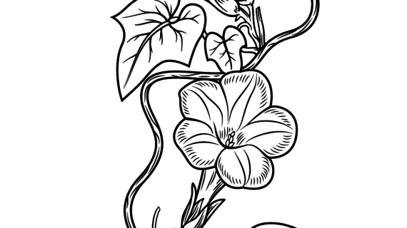 570x320 Morning Glory Flower Drawing Morning Glory Flower Coloring Pages