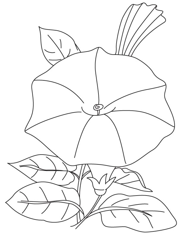 612x792 Morning Glory Coloring Pages