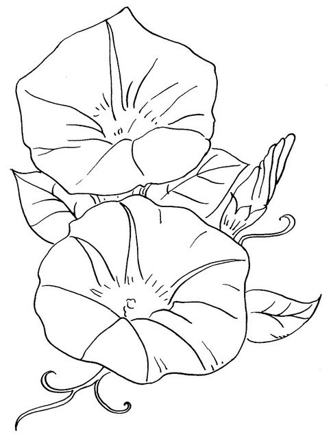 483x640 Flowers 37 Morning Glory Flowers, Embroidery And Patterns