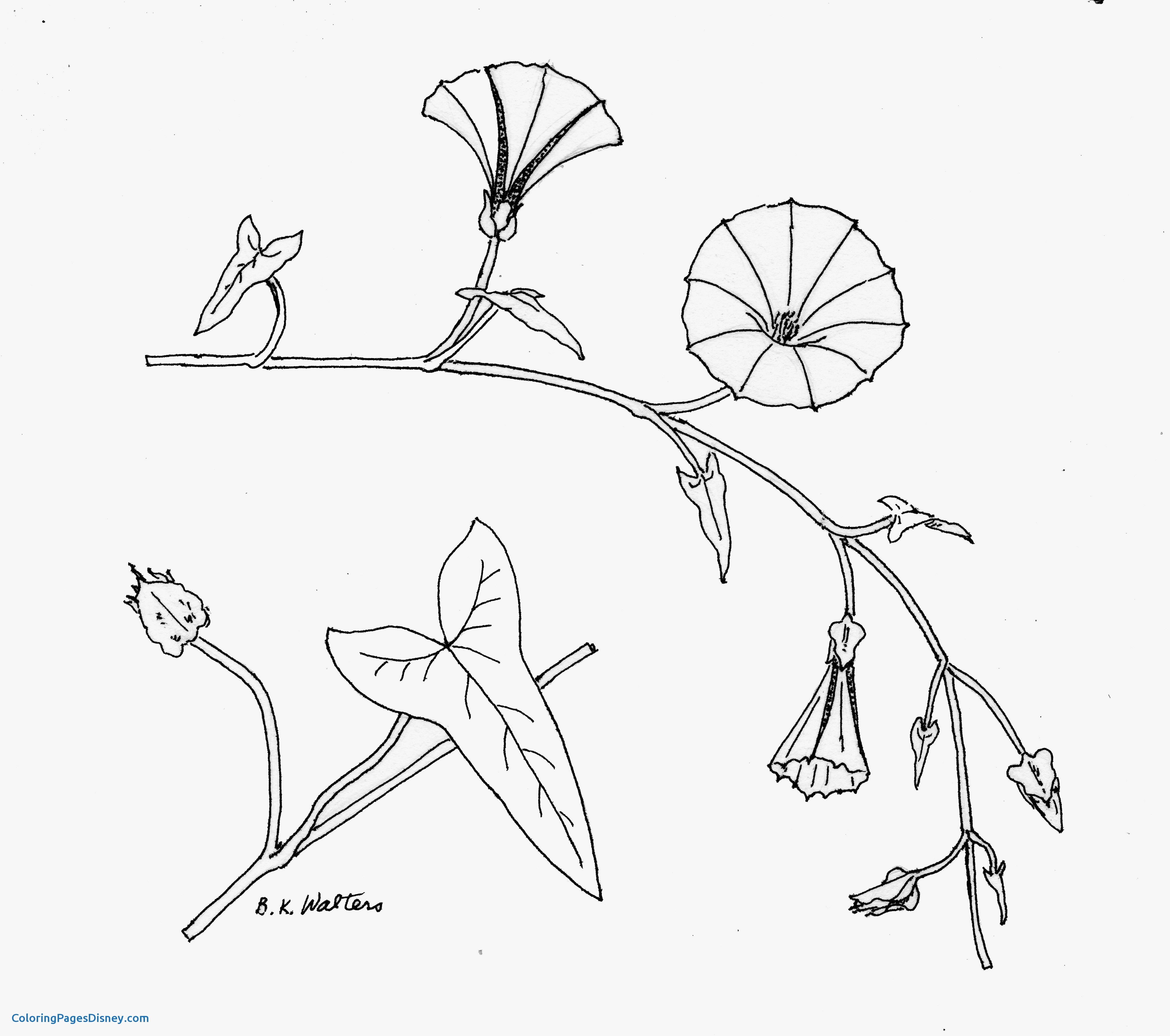 4085x3616 Bindweed Coloring Pages Best Of Morning Glory Vine Drawing