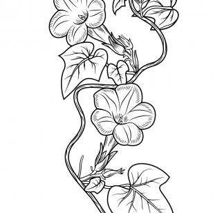 308x308 Bindweeds Coloring Pages