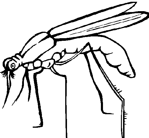 505x470 Mosquito