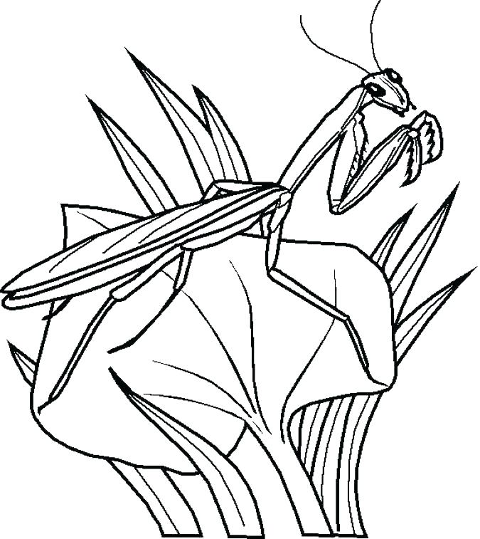 675x757 Mosquito Coloring Page Insect Mosquito Coloring Pages Printable
