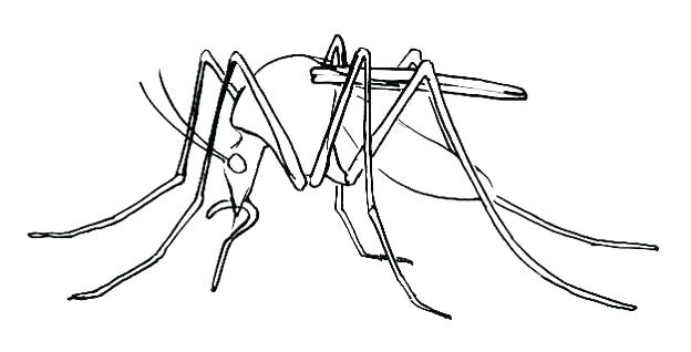 624x318 Mosquito Coloring Page Mosquito Coloring Page Mosquito Coloring