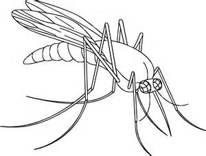 300x228 Mosquito Printable Coloring Pages, Mosquito Colouring Pages