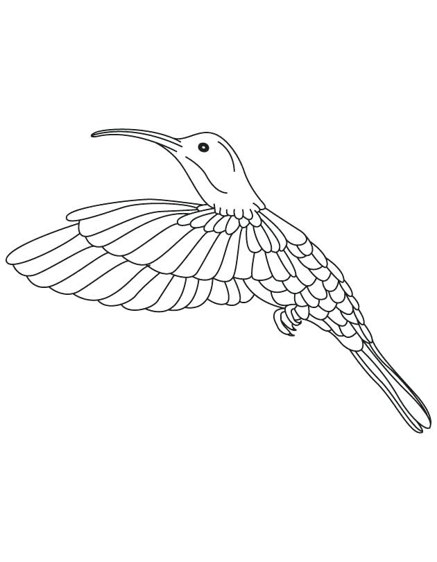 630x810 Hummingbird To Color Hummingbird Looking Moth Coloring Page Cute