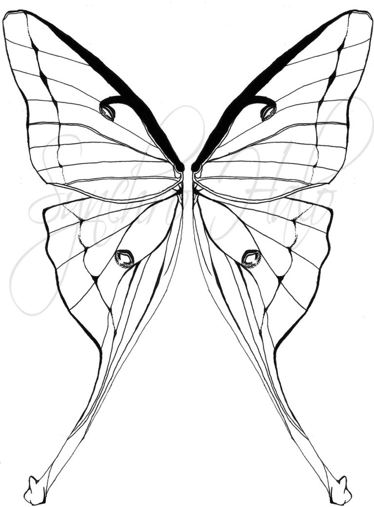 767x1041 Moth Coloring Page