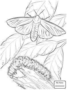 235x314 Moth Coloring Page Free Moth Online Coloring By