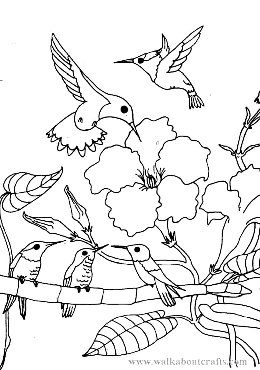 850x1209 Pleasurable Ideas Hummingbird Coloring Pages Book Adult Of Moth