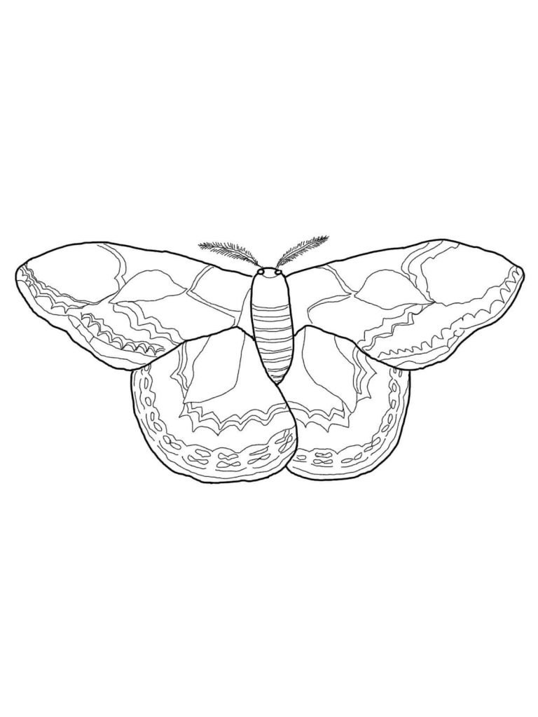 768x1024 Rotschilds Silk Moth Coloring Book