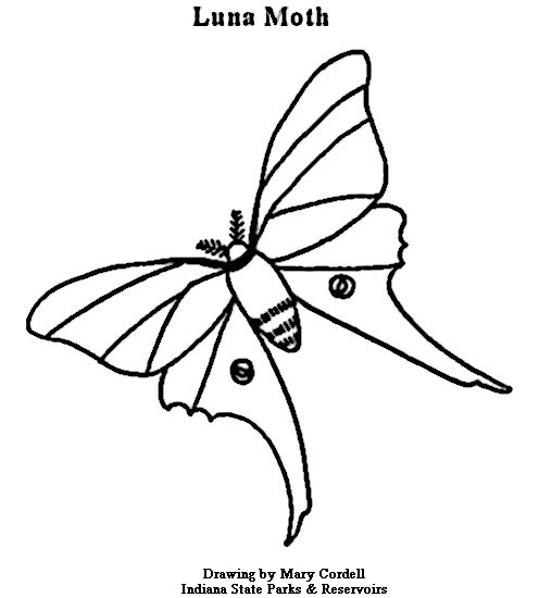 496x550 Dnr Coloring Pages