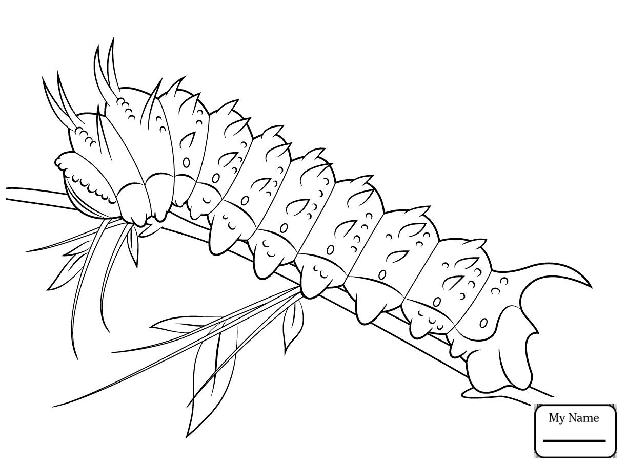 1223x912 Free Printable Cecropia Tree Coloring Pages Gallery Coloring