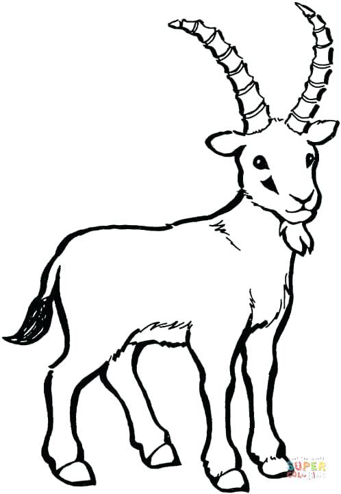 498x720 Goats Coloring Pages Goats Color By Number Source Mountain Goat