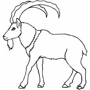 300x300 Walking Mountain Goat Coloring Page