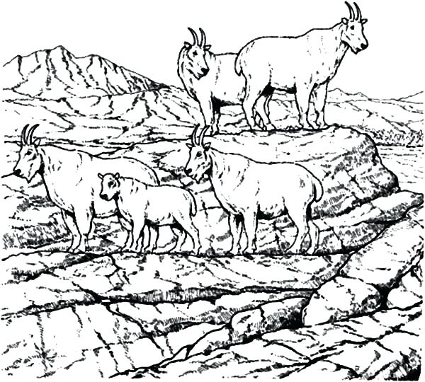 600x540 Coloring Pages For School Mountain Goat School Of Mountain Goat