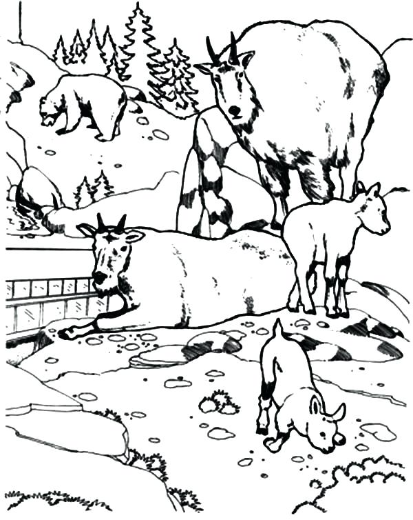 600x754 Coloring Pages Of Mountains National Zoo Mountain Goat Coloring