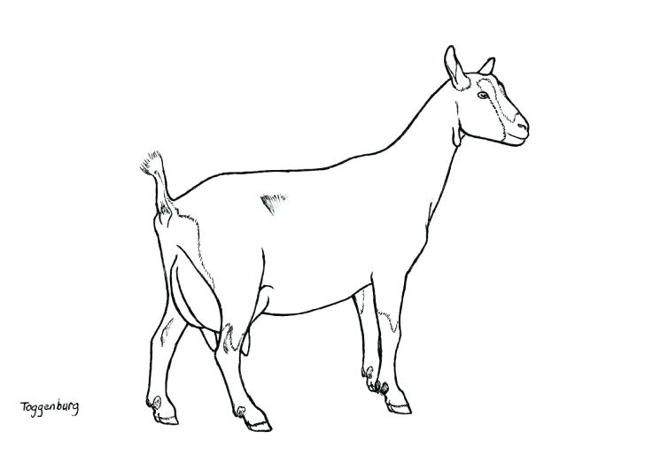 728x514 Goat Coloring Baby Goat Colouring Pages Coloring Wild Mammals