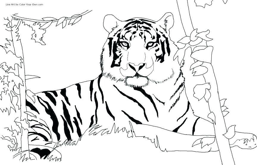 863x553 Gorilla Pictures To Color Gorilla Coloring Pages Mountain Gorilla