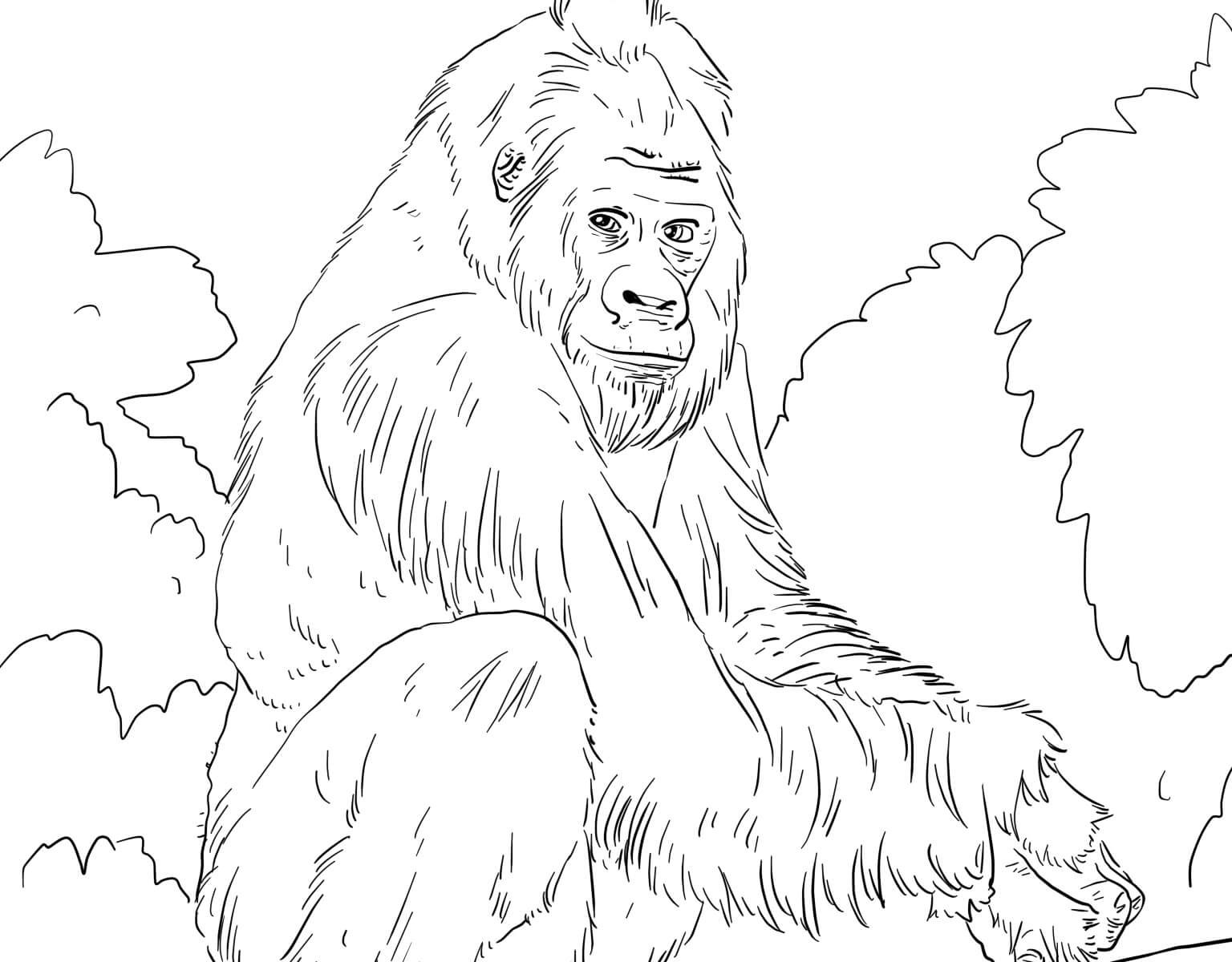 1536x1200 Silverback Gorilla Coloring Page Free Printable Animals Pages Cute
