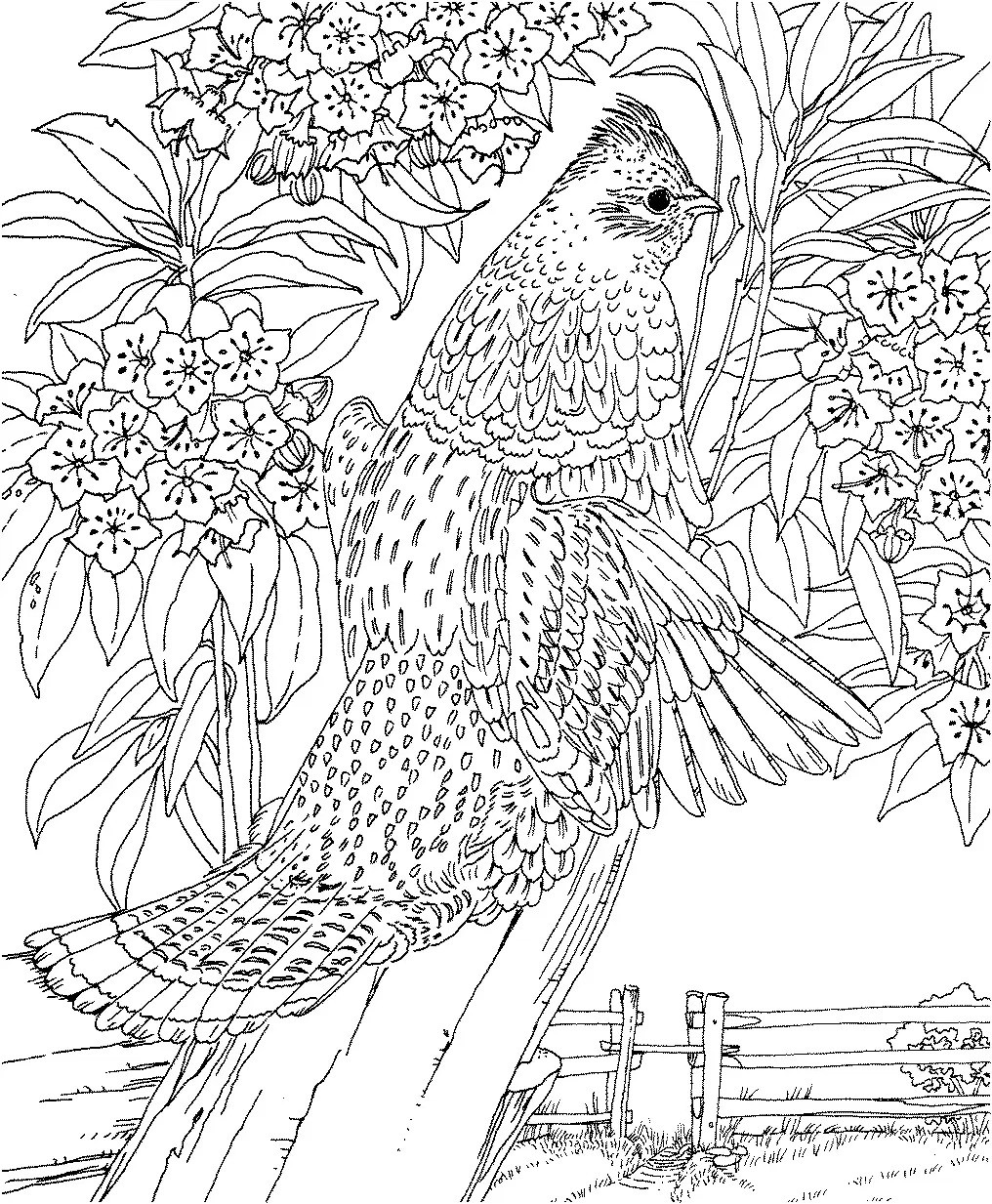 1016x1233 Mountain Landscape Coloring Pages Printable Adult Of In