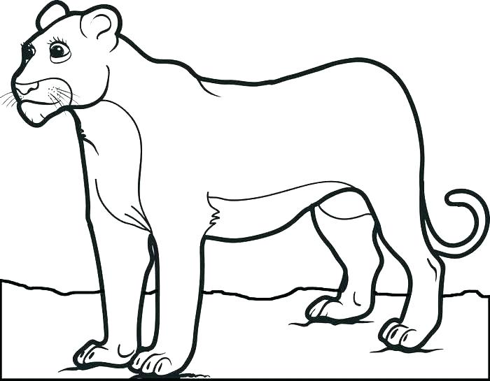 700x545 Mountain Lion Coloring Page Mountain Lion Coloring Page Free
