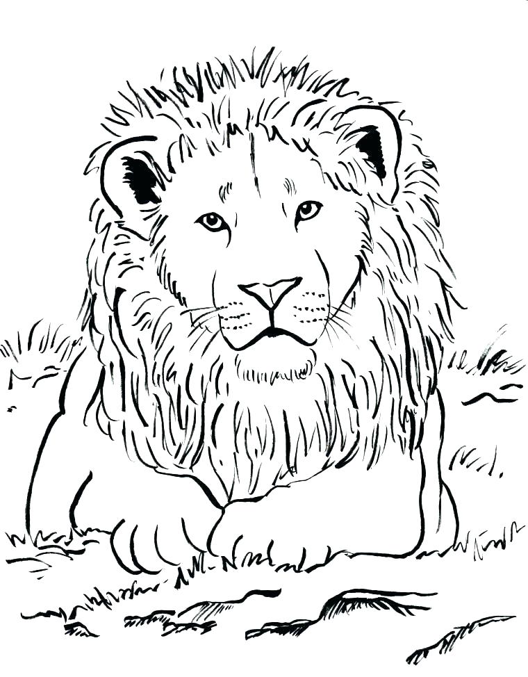 760x974 Mountain Lion Coloring Pages Coloring Pages Of Lions Lion Coloring