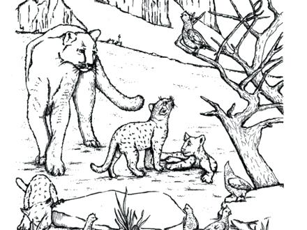440x330 Mountain Lion Coloring Pages Kids Color The West Mountain Lions
