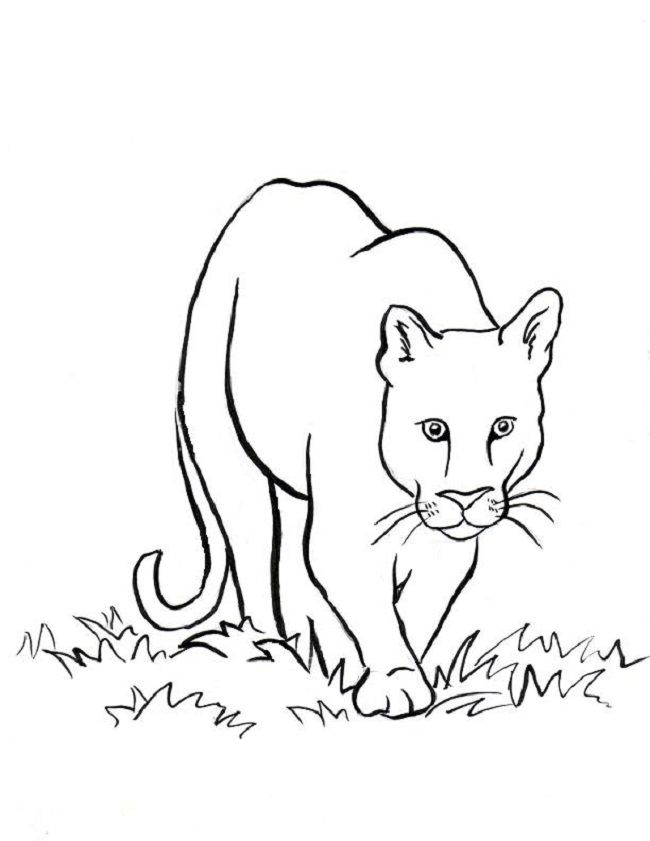 650x841 Mountain Lion Coloring Pages Coloring Pages Lions
