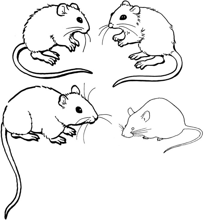 696x734 Mouse Coloring Page Free Printable Mouse Coloring Pages For Kids