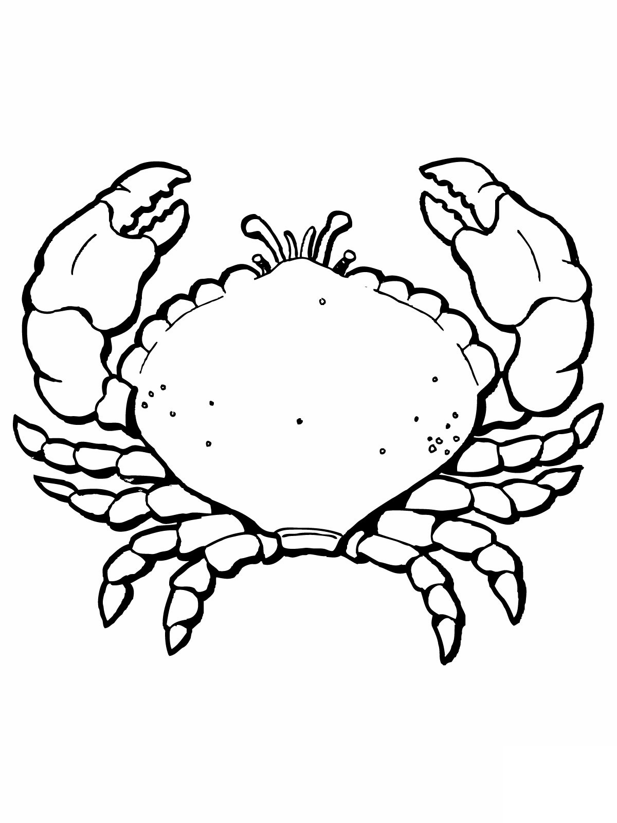 1200x1600 Crab Coloring Pages Free Printable Hermit Shell Page Mr Krabs