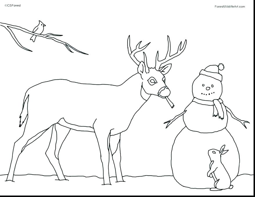 878x678 Deer Coloring Pages Mule Deer Coloring Pages Car Pictures Baby