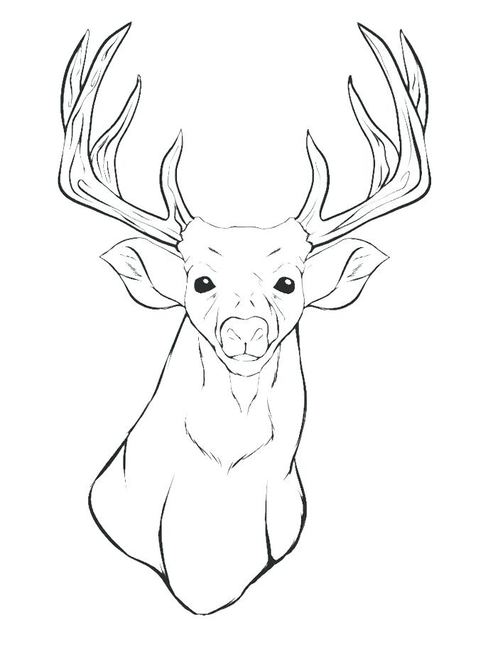 680x911 Mule Animal Coloring Pages A Deer Head Coloring For Kids Animal