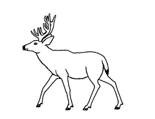 530x407 Mule Deer Coloring Page Amp Coloring Book