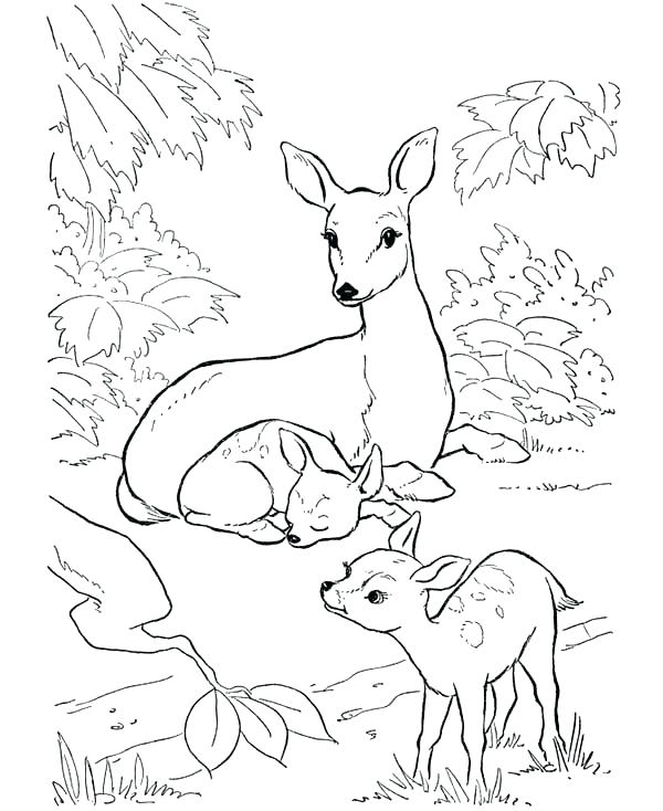 600x734 Coloring Pages Draw A Deer Mule Deer Coloring Page Deer Deer