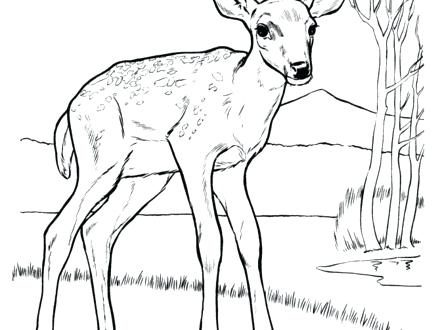440x330 Coloring Pages For Kids Animals Free Deer Printable Mule Page Home