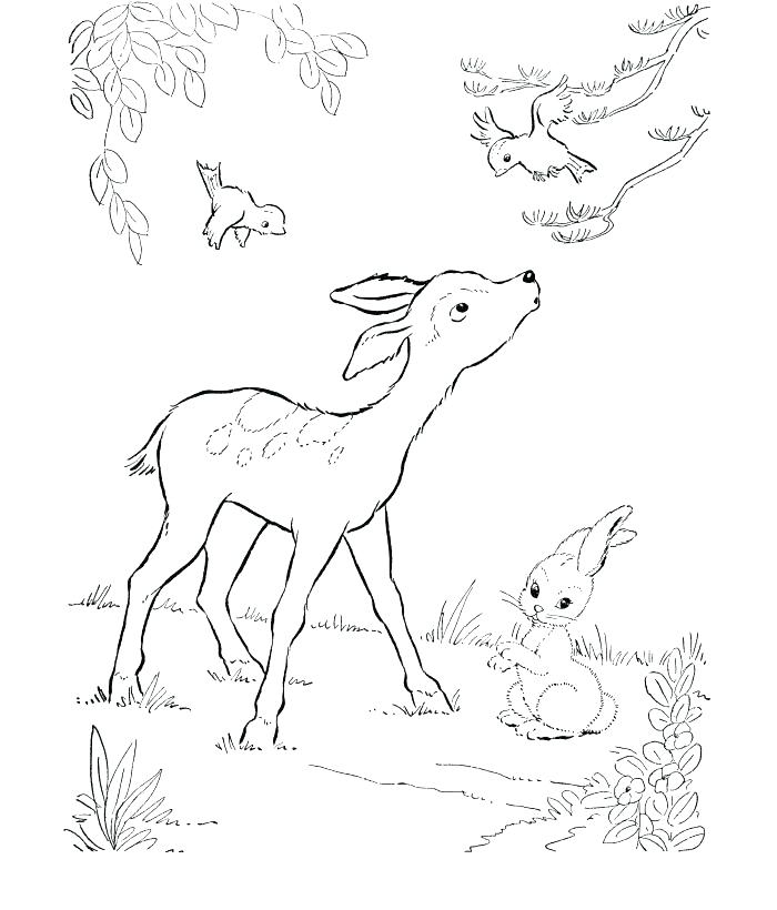 700x820 Coloring Pages For Kids Spring Free Deer Best Mule Page Baby