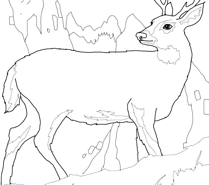 678x600 Deer Coloring Page Growth Deer Pictures To Print Black Tailed Mule