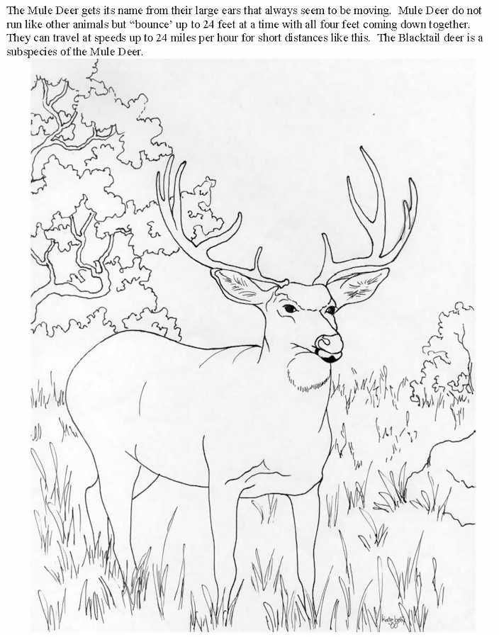 Mule Deer Coloring Page