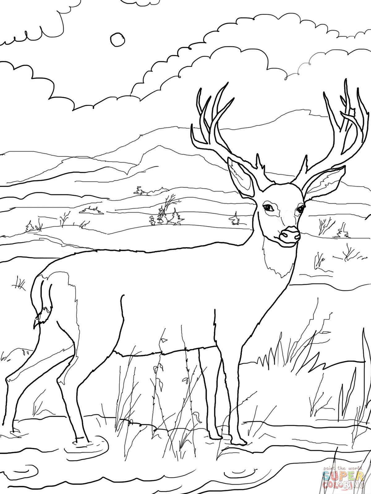 1200x1600 Deer Coloring Pages Blacktail Mule Deer Coloring Online Super
